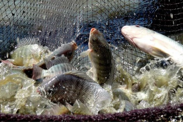 Aquaculture Produce